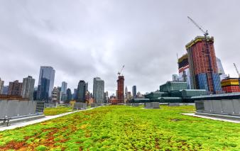 Building a Green Roof